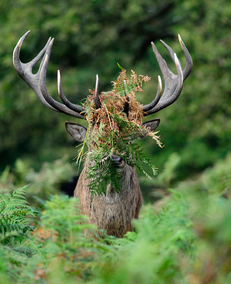 Illustration for article titled These Are the Winners of the 2015 Comedy Wildlife Awards